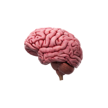 Why do you need plasmalogens?
