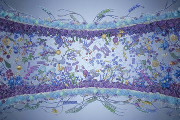 What Makes a Membrane Resilient?