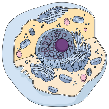 Plasmalogens